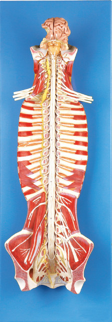 Médula espinal en la muñeca humana del entrenamiento del modelo de la anatomía del canal espinal