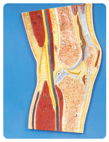 Muñeca humana de la educación del modelo de la anatomía de la sección de la junta de rodilla para la escuela, hospital