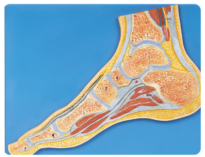 El modelo humano de la anatomía de la sección del pie con número firmó el modelo de entrenamiento