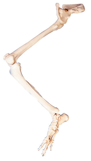 Baje la muñeca humana de la educación del modelo del torso de la anatomía del hueso de la cadera de los huesos del PVC del miembro