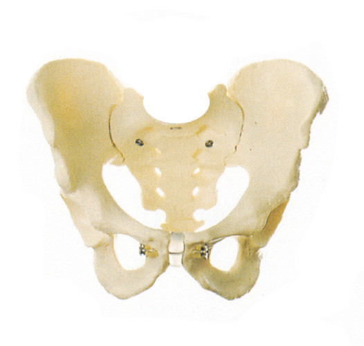 Modelo humano de la anatomía de la pelvis masculina para el educattion en garantía de un año de la escuela