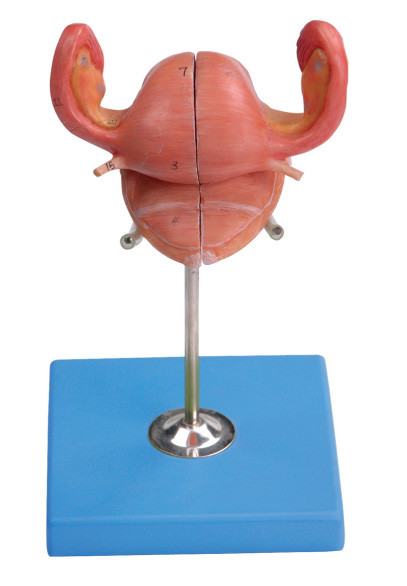 Modelo del útero con la vejiga y sección sagital vaginal para entrenar