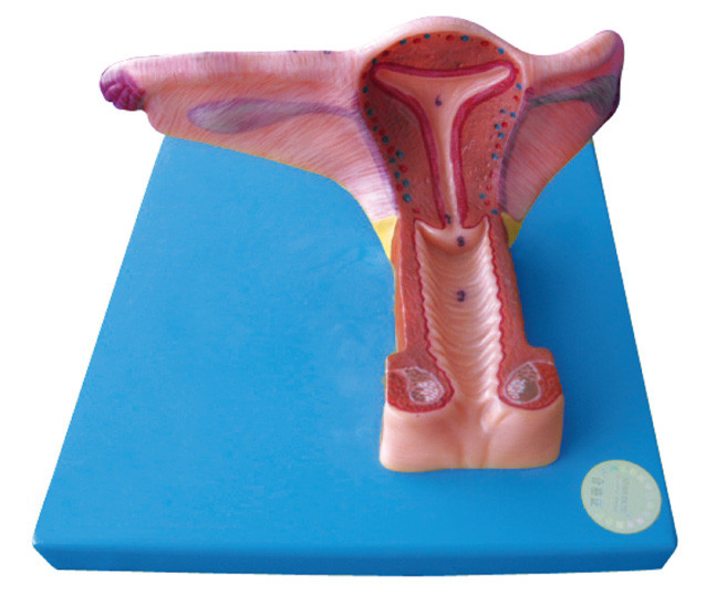 El modelo genital interno femenino del órgano humano con 19 posiciones se exhibe para entrenar