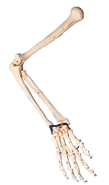 Modelo de tamaño natural del brazo de la anatomía/modelo humano de la anatomía para el entrenamiento del laboratorio