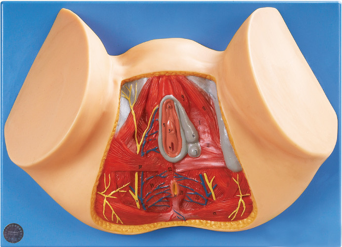 Modelos anatómicos del perinéo femenino/modelo anatómico del cuerpo humano