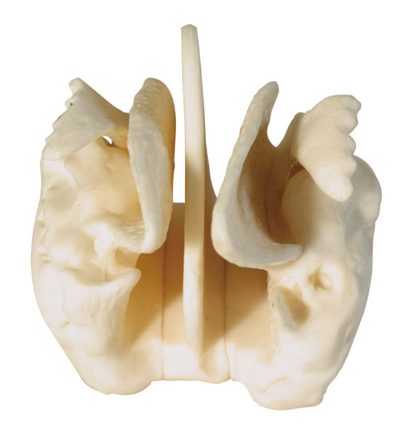 Modelo humano amplificado de la anatomía del hueso etmoideo para el entrenamiento de centro médico