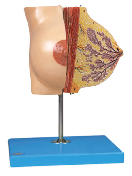 Modelo del pecho de la anatomía sobre la glándula mamaria en el periodo de descanso para el entrenamiento del hospital