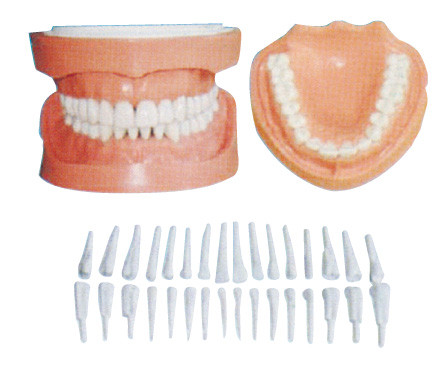Los dientes humanos desmontables modelan con la raíz/los modelos dentales de la educación de paciente