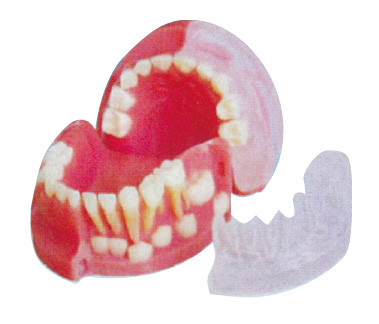 Los dientes primarios y permanentes de tres años que alternan el diente modelo/3d modelan