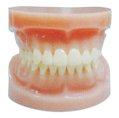 Lleno estándar - articule los dientes humanos modelan para el entrenamiento dental del hospital y de las Facultades de Medicina