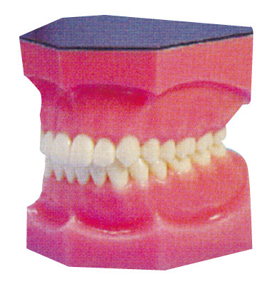 Los dientes dentales amplificados modelan para la prácticas y el entrenamiento de los estudiantes de medicina