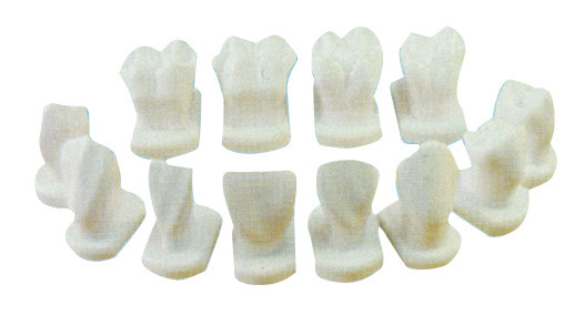 12 clases de morfología del diente modelan para los modelos anatómicos, dentales de la educación de paciente