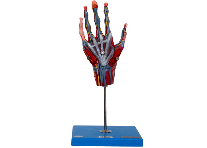 Nervios de los buques de With Muscle Main del modelo de la anatomía de la mano de la enseñanza de la escuela