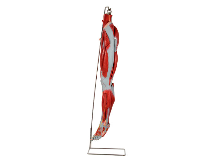 Nervios de With Main Vessels del modelo de la anatomía de la pierna del músculo del PVC para el entrenamiento