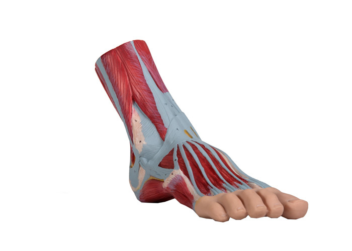 El músculo humano del PVC del modelo de la anatomía del pie pintó el color para el entrenamiento
