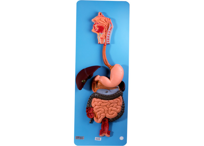 Modelo de sistema digestivo de la anatomía del PVC Baseboard With Oragns