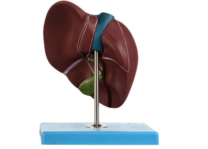 22 posiciones exhibieron el modelo For Medical Training del hígado del PVC 0,94 kilogramos