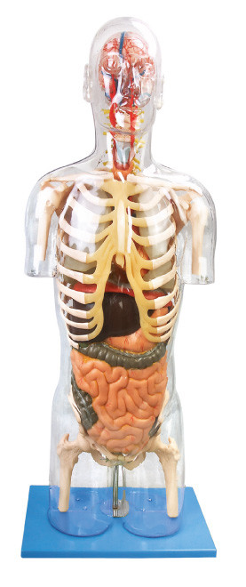 El modelo humano Troso transparente de la anatomía avanzó la herramienta de la educación del PVC para entrenar