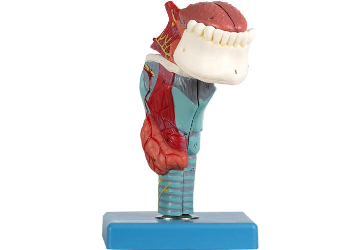 El modelo Larynx Consists de la anatomía de 5 porciones muestra Strucure anatómico