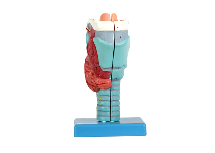 La laringe muestra que 2 porciones incluyen las estructuras internas laríngeas para el entrenamiento de la escuela