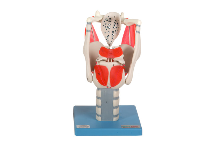 Modelo funcional de la laringe para la glotis de abierta o cerrada de la simulación