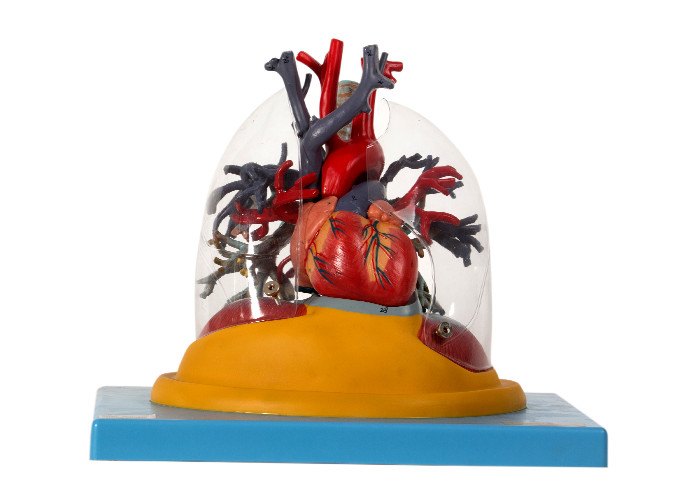 Pulmón humano de Transparent del modelo de la anatomía, tráquea y árbol bronquial con el corazón