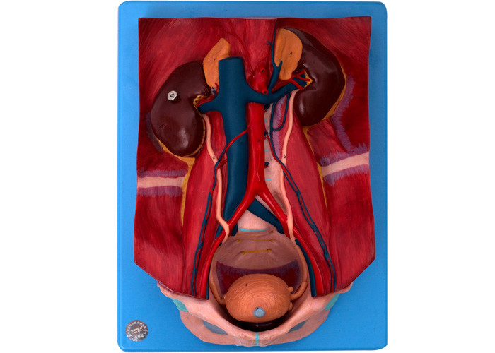 El sistema urinario muestra la vejiga, la próstata y el riñón derecho para entrenar