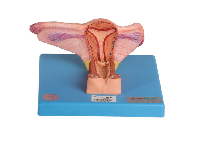 Modelo interno femenino Shows Coronal Section del órgano genital del ovario y del uréter
