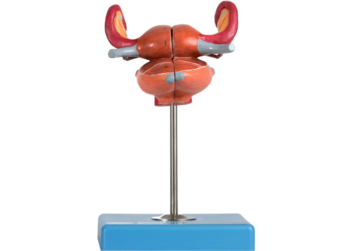 Modelo anatómico With Bladder Uterus Vaginal Ureter And Ovary del útero