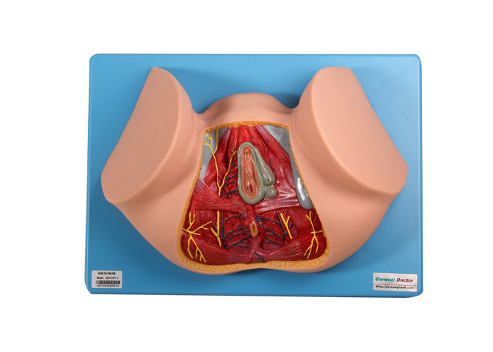 Modelo anatómico For Medical Training del perinéo masculino de 12 posiciones