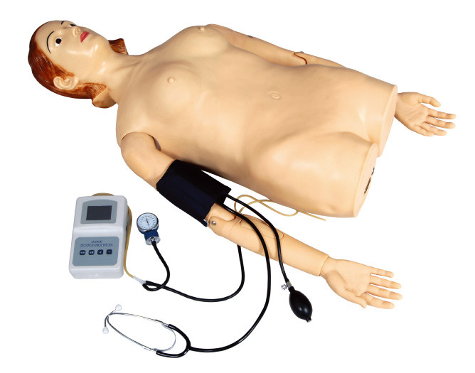 Mitad femenina - simulador de la palpación del cuerpo con la medida de la presión arterial para la escuela, hospital