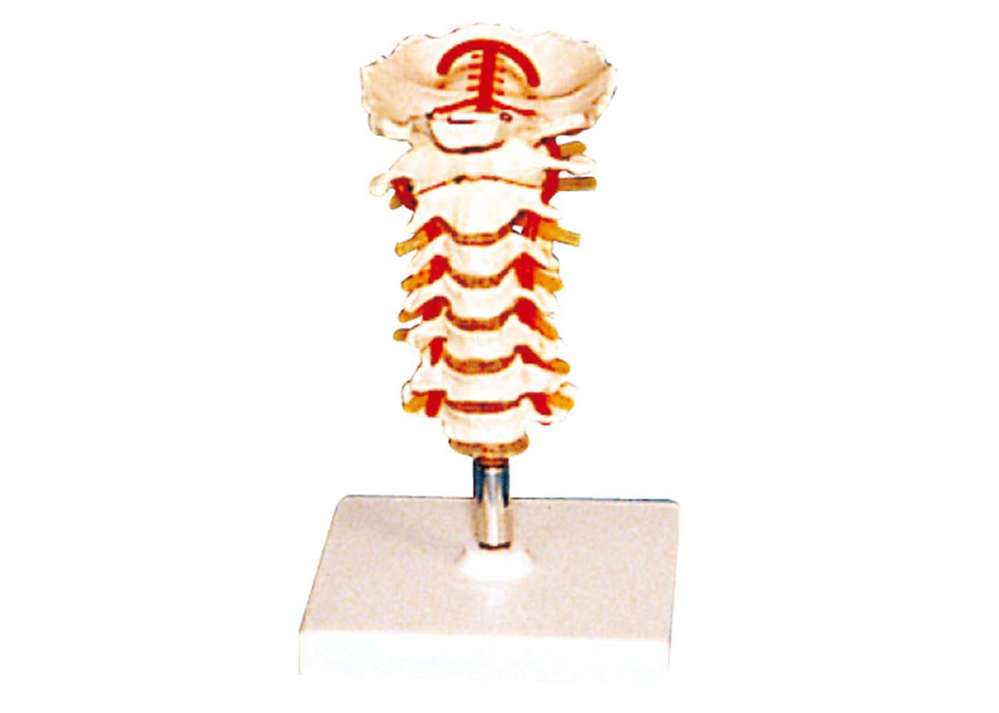 Vértebra vertebral con el modelo humano de la anatomía del stander para la escuela de enfermería