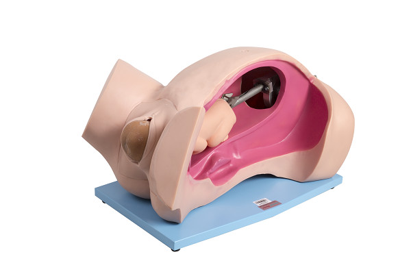 Sistema de la natalidad de la simulación manual del parto/simulación automáticos de la emergencia