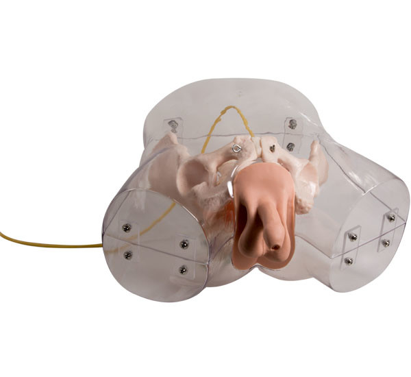 Simulador uretral masculino transparente adulto de la cateterización