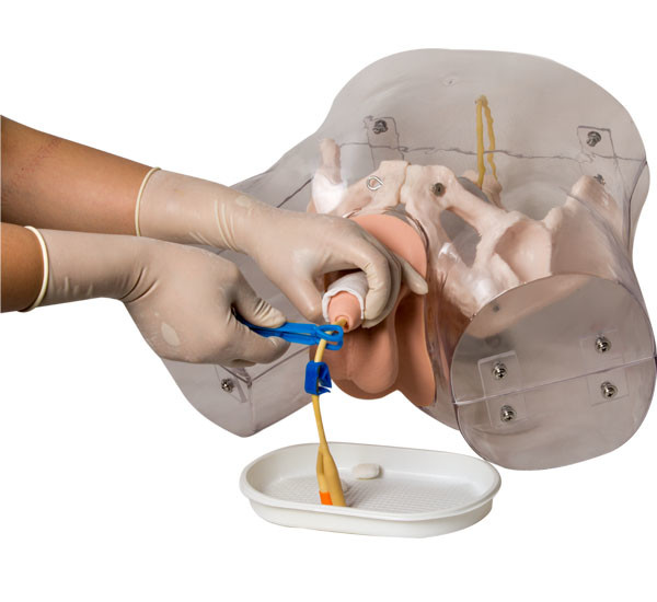 Simulador uretral masculino de la cateterización del PVC del ISO