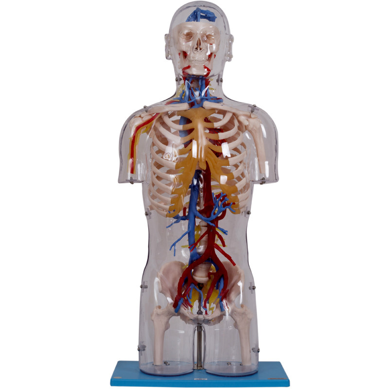 Estructuras vasculares de With Neural And del torso del modelo humano transparente de la anatomía