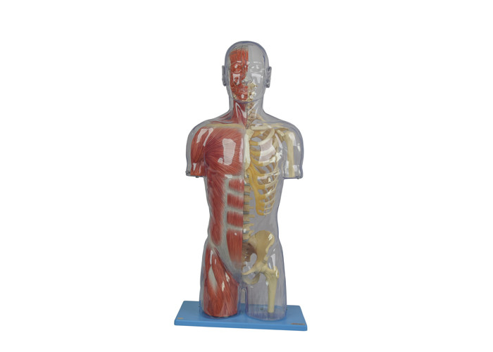 Medio color humano transparente de School Training Skin del modelo de la anatomía del PVC
