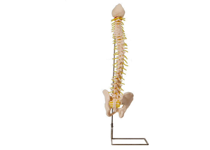Modelo de entrenamiento médico With Pelvic de la columna vertebral de la anatomía del PVC