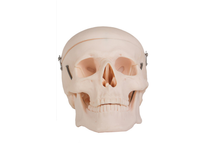 Modelo humano For Colleges Training de la anatomía del cráneo adulto realista