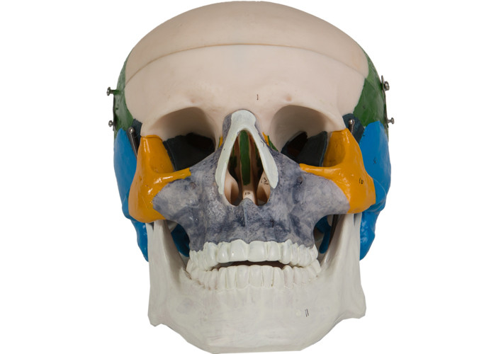 Modelo adulto School Training del hueso del cráneo del PVC de la anatomía que colorea