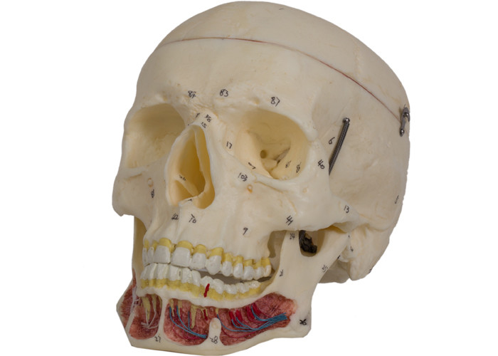 Los sinos craneales colorearon el modelo humano For Training del cráneo