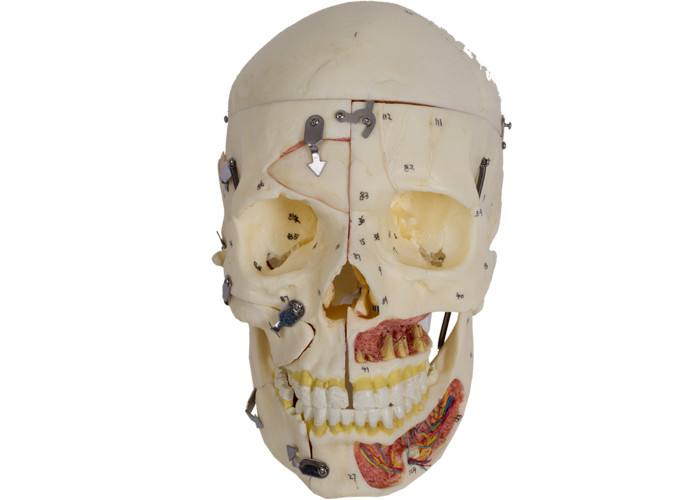 Modelo With Nervi Vascularis de la anatomía del cráneo del color de piel del PVC