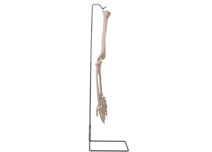 Modelo humano 3D del hueso de brazo de la anatomía del ISO 9001 para la enseñanza anatómica