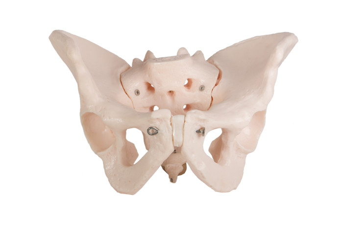 Ilium masculino de la pelvis del modelWith dos pintados a mano de la anatomía del cuerpo humano