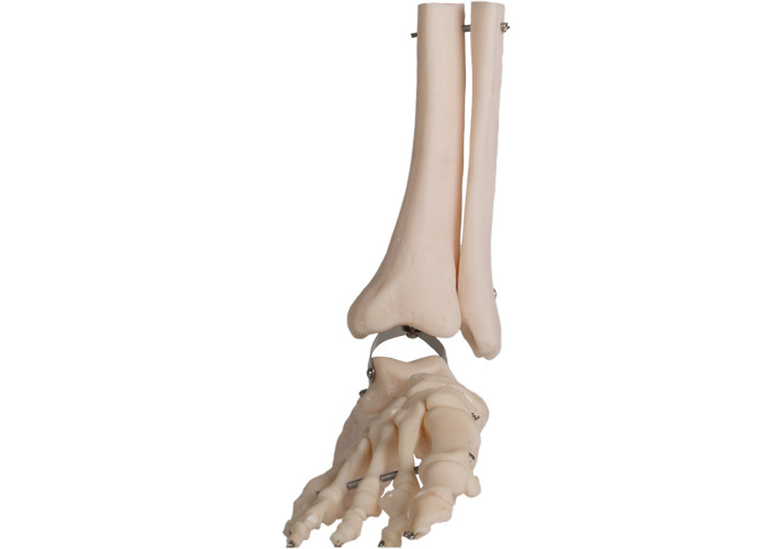 Modelo anatómico Fibula Wire Line del pie humano de la anatomía del PVC del ISO