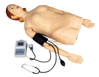 Mitad femenina - simulador de la palpación del cuerpo con la medida de la presión arterial para la escuela, hospital