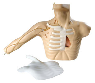 Línea torso adulto de PICC de la simulación de la atención sanitaria con el brazo para el veinpuncture central