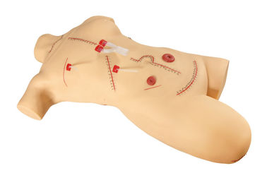 Cuerpo adulto con la pierna que sutura y que venda los simuladores quirúrgicos/la simulación médica