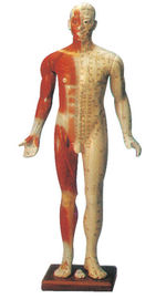Maniquí masculino del modelo del punto de la acupuntura del maniquí del entrenamiento con catorce canales