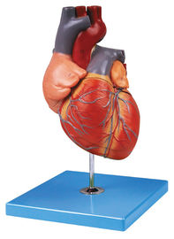 El modelo humano de la anatomía del corazón adulto pintado a mano muestra el arco aórtico, atrio, ventrículo